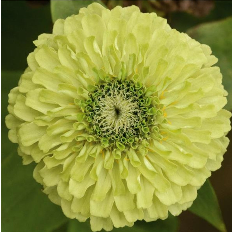 Queeny Lime Zinnia Seeds