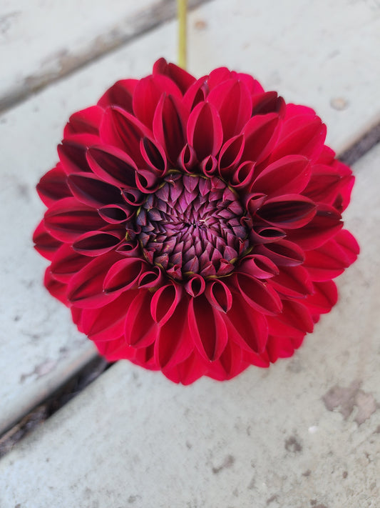 Randy Crawford (1 Tuber)