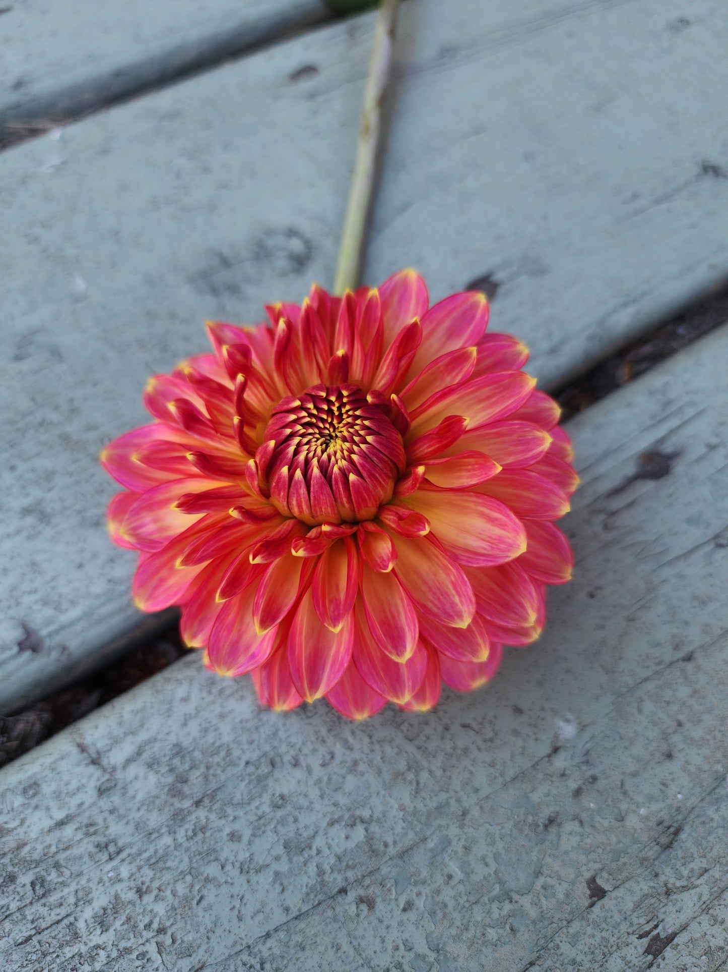 Rina Bredie (1 tuber)