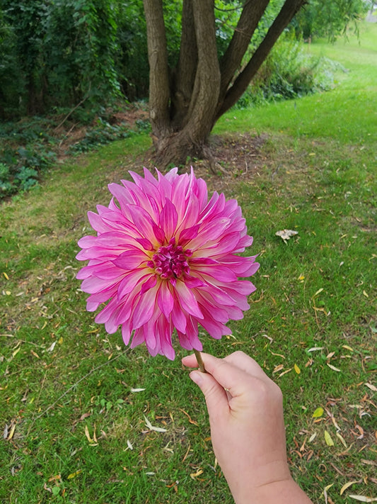 River's Watermelon (1 tuber)