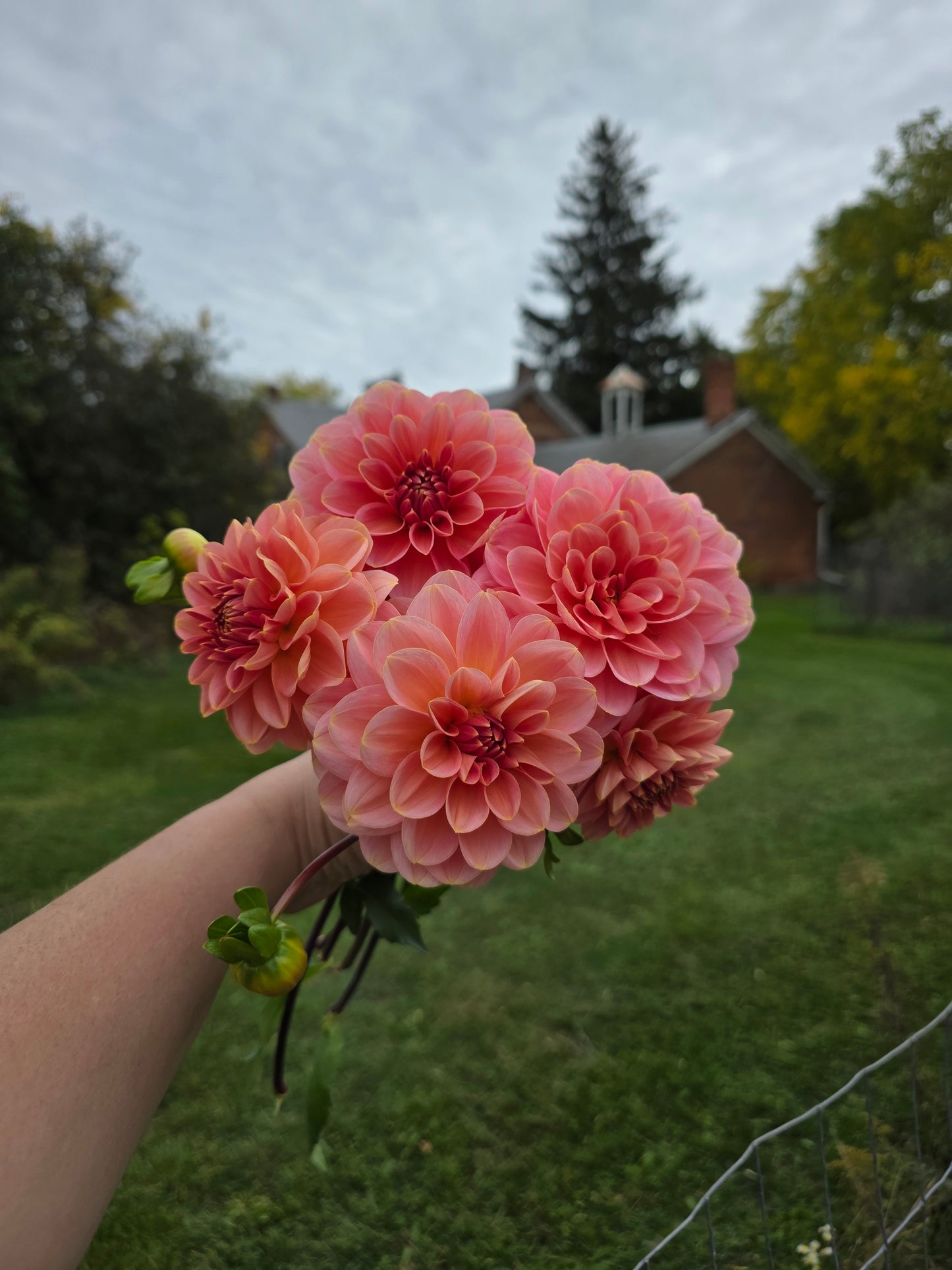 Rosario (1 Imported Tuber)