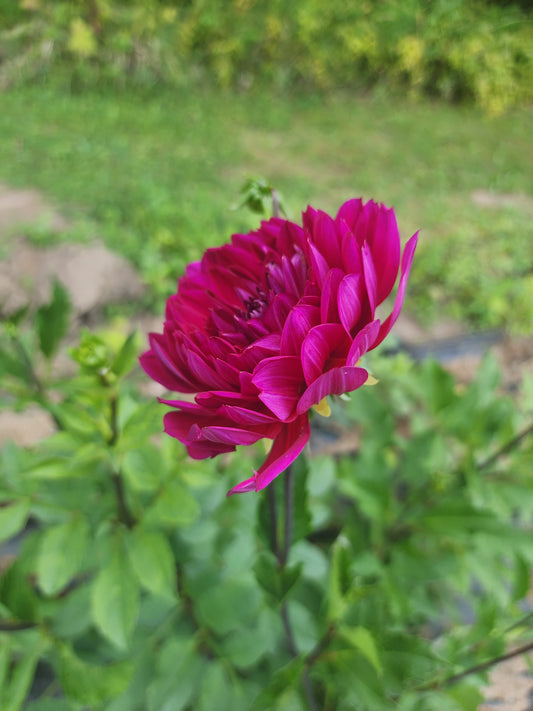 Sandia Nocturne (1 tuber)