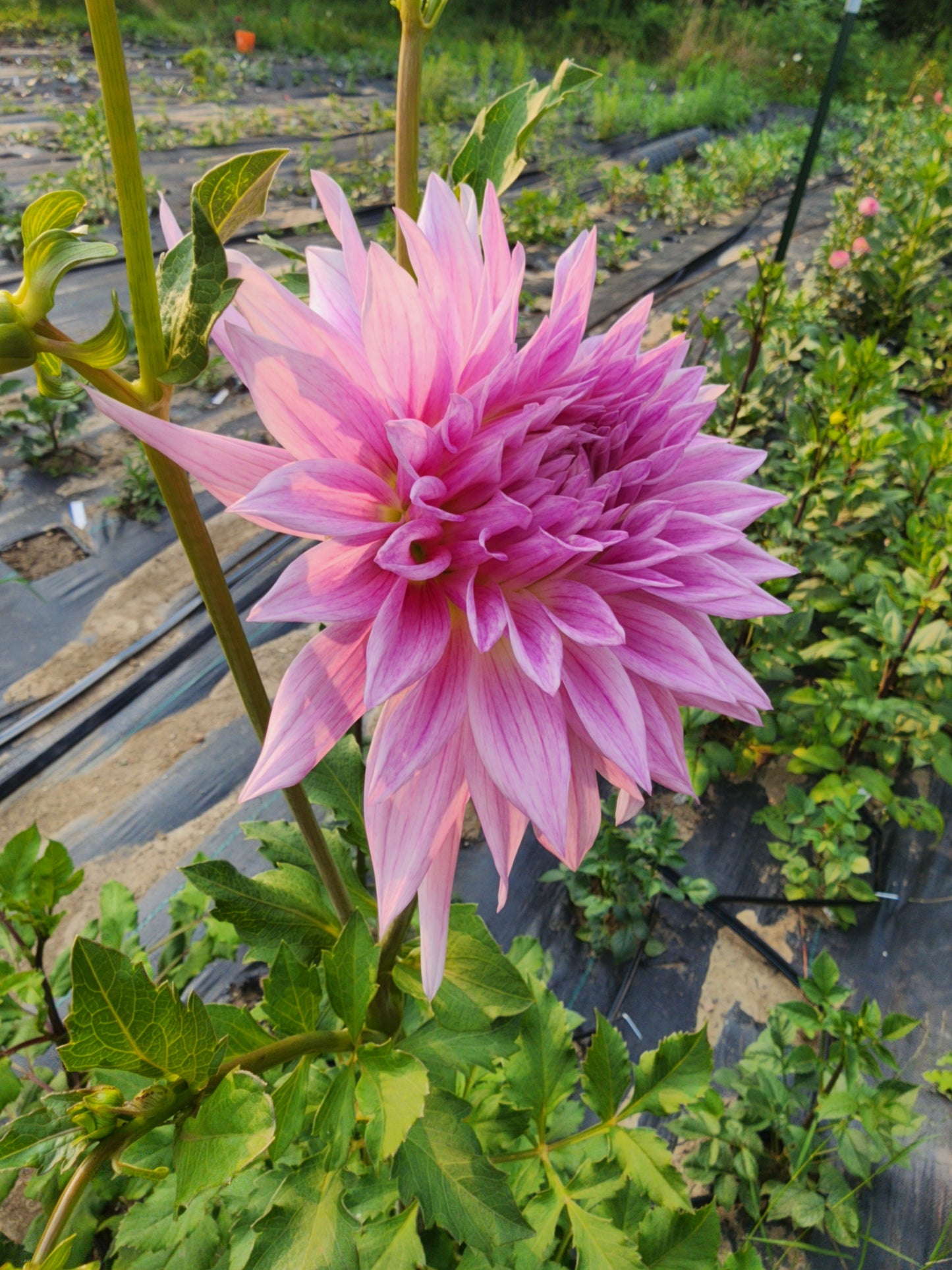 Sandia Stargazer (1 tuber)