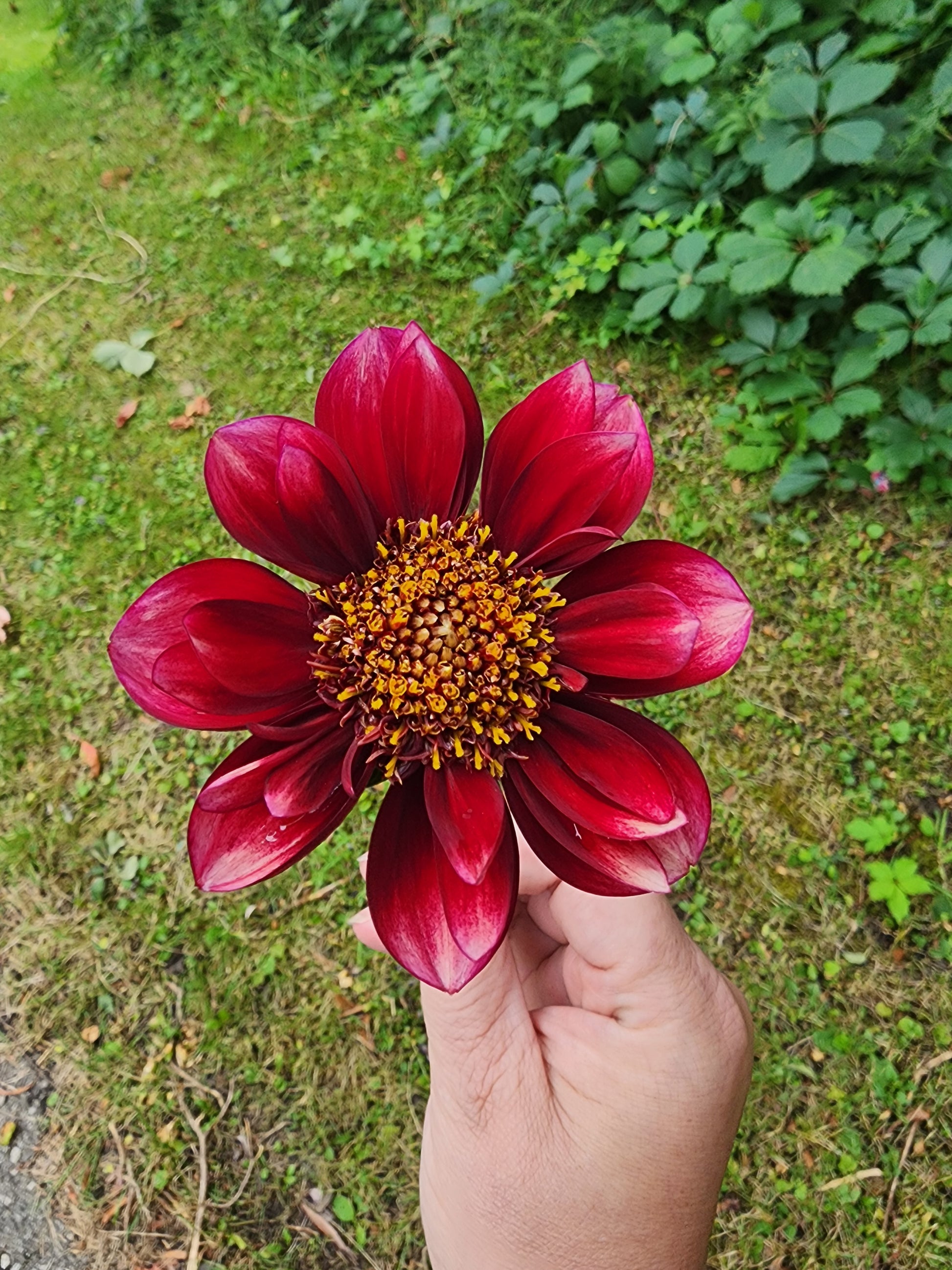 sarah raven dahlia seeds Canada Only Spring Shipped Sarah Raven (1 cutting) – Gone Gardening with Leah