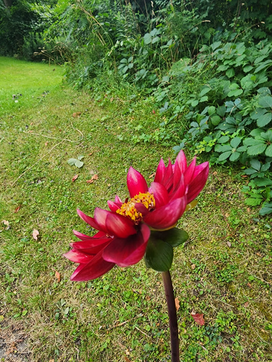 Sarah Raven (1 tuber)