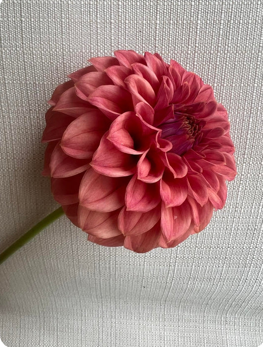 KA's® Keltie Rose (1 tuber)