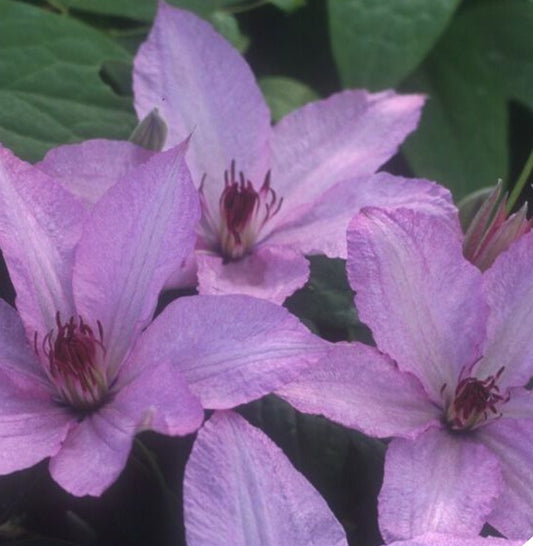 Canada Only Hagley Hybrid Clematis