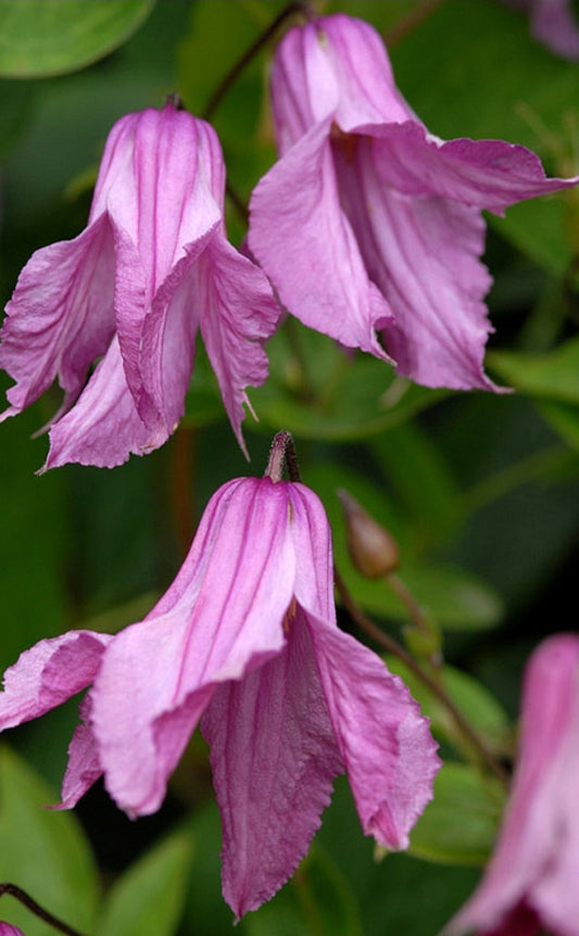 Canada Only Alionushka Clematis