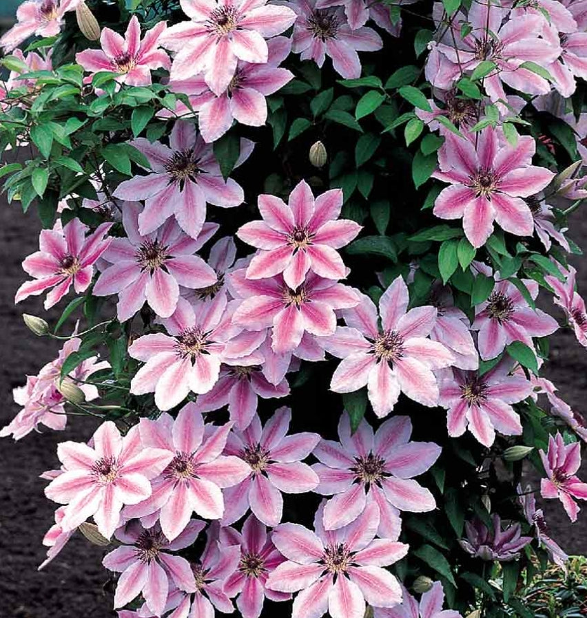 Canada Only Nelly Moser Clematis