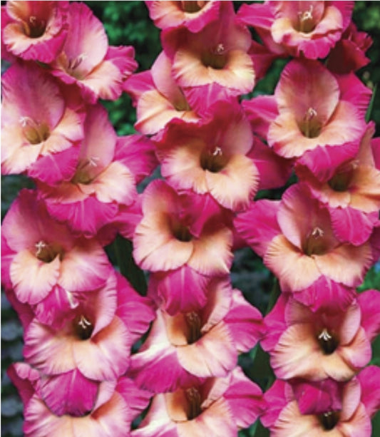 Canada Only Apricot Bubblegum Gladiolus