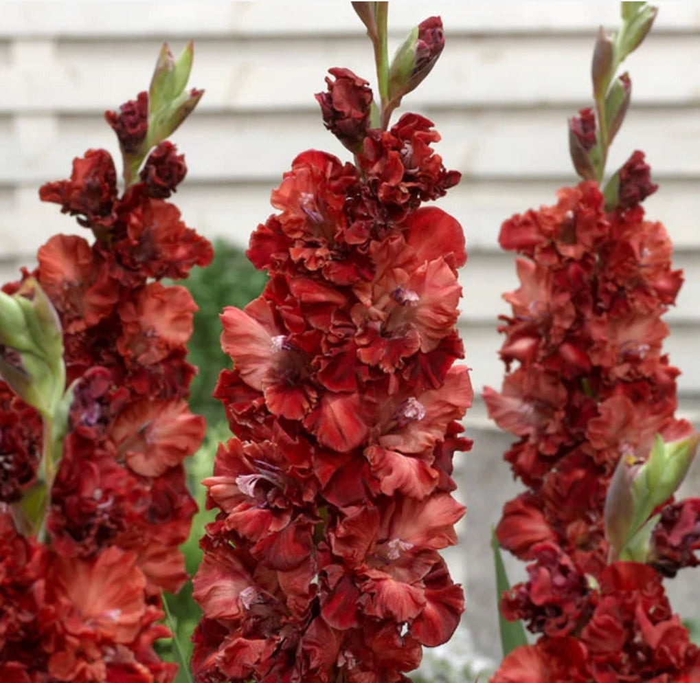 Canada Only Cherry Cola Gladiolus