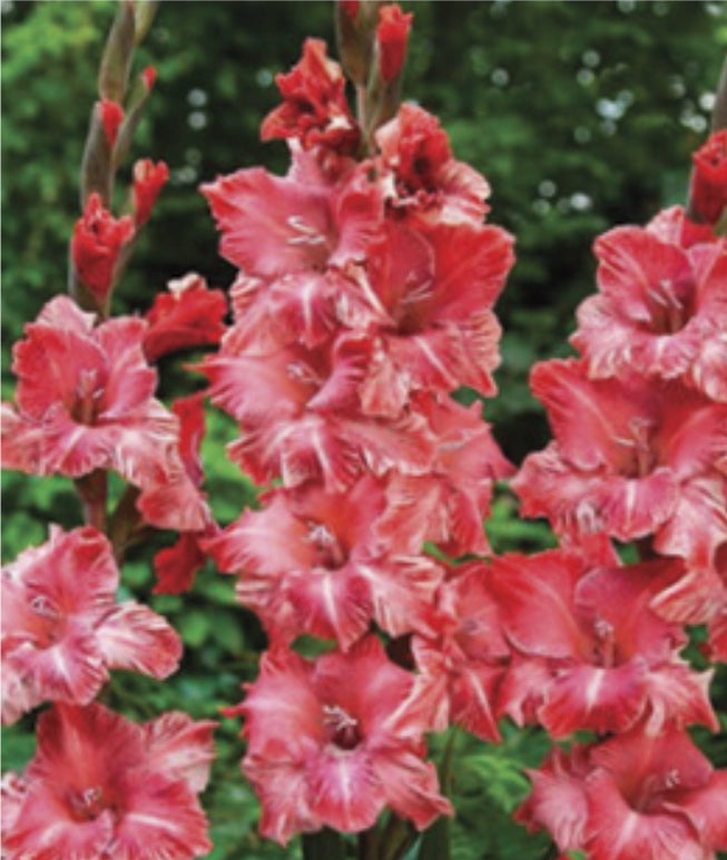 Canada Only Strawberry Swirl Gladiolus