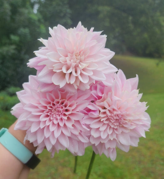 Canada Only Spring Shipped KA's® Mocha Jake (1 cutting)