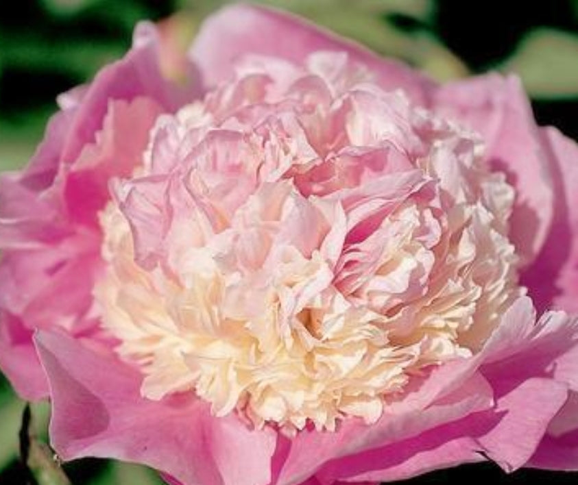 She's My Star Early to Mid Season Flowering Peony