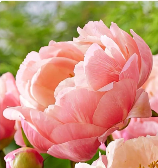 Coral Charm Early Season Flowering Peony