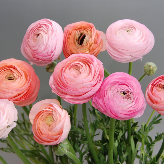 Amandine Pastel Mix Ranunculus