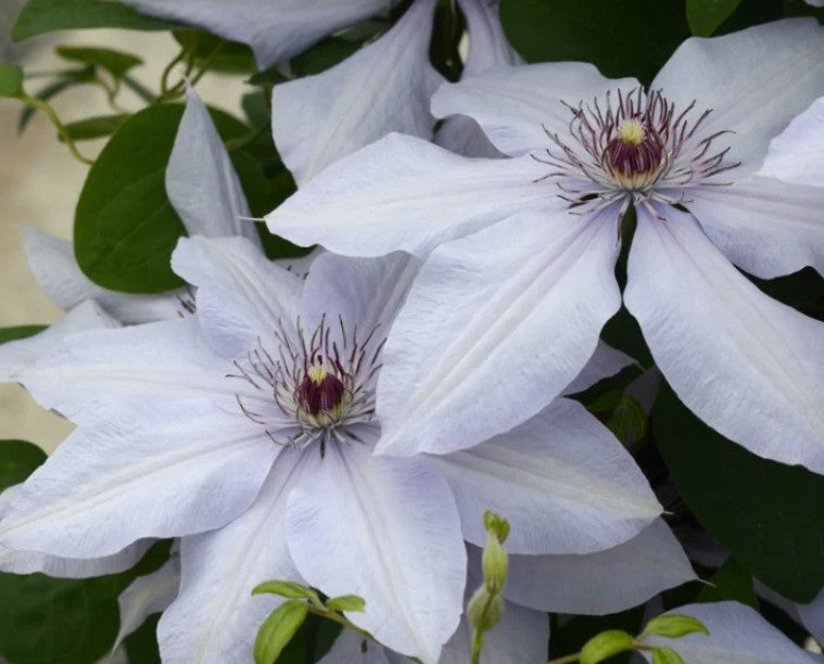 Canada Only Bernadine Clematis