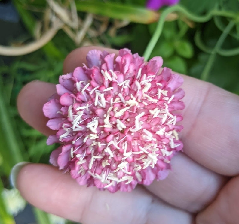 Salmon Queen Scabiosa Atropurpurea Seeds