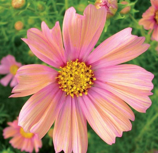 Apricot Lemonade Cosmos Seeds