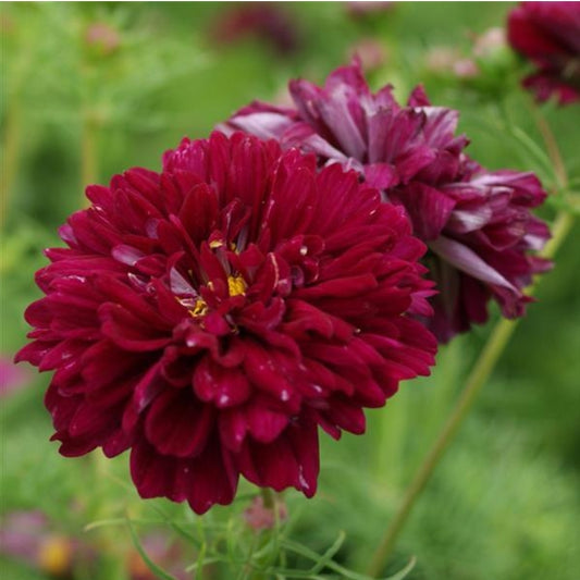 Double Click Cranberries Cosmos Seeds