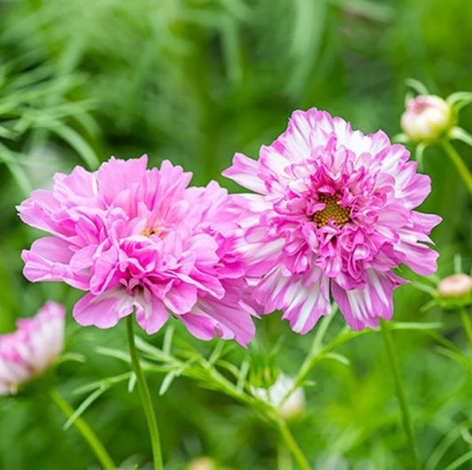 Double Click Pink Bicolor Cosmos Seeds