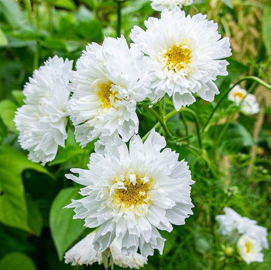 Double Click Snow Puff Cosmos Seeds