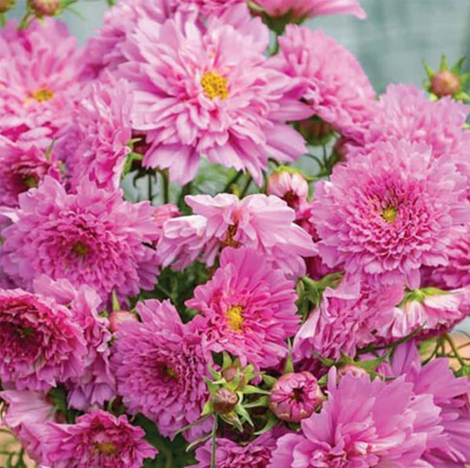 Double Click Rose Bonbon Cosmos Seeds