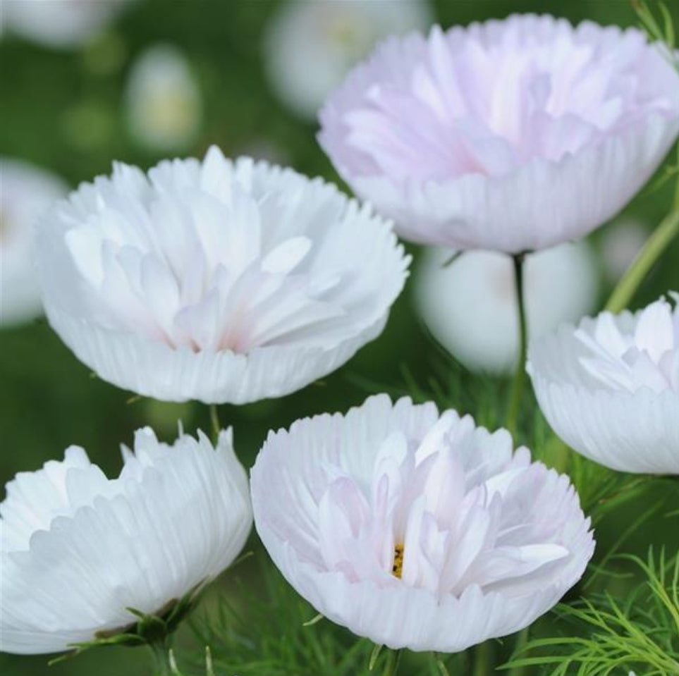 Cupcakes Blush Cosmos Seeds