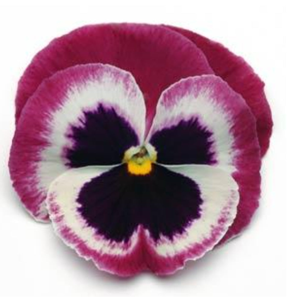 Matrix Rose Wing Pansy Seeds