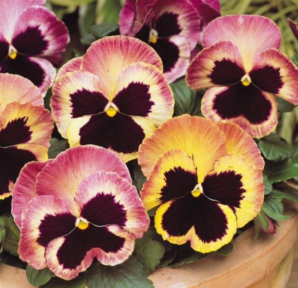 Matrix Sunrise Pansy Seeds