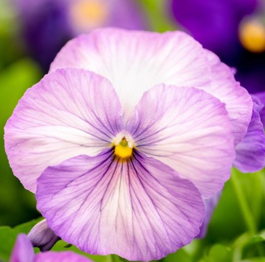 Grandio Lavender Shade Pansy Seeds