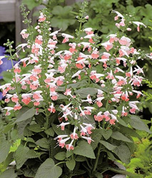 Coral Nymph Salvia Hummingbird Seeds