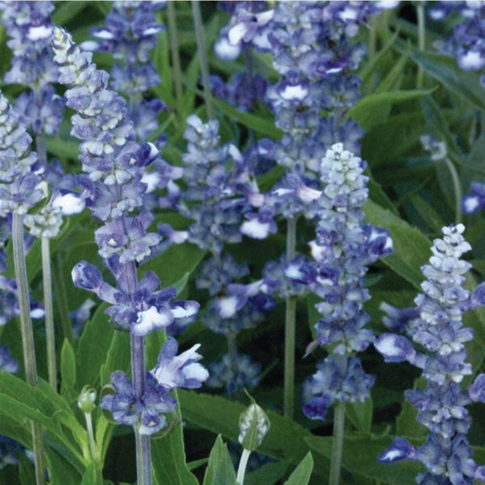 Fairy Queen Salvia Farinacea Seeds