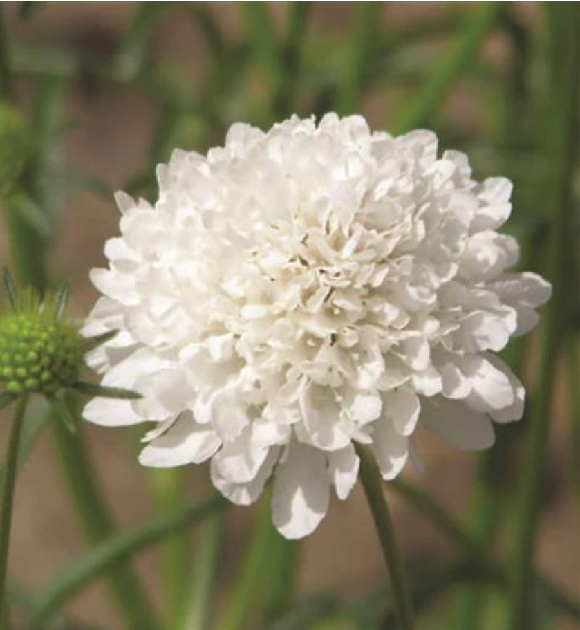 QIS White Scabiosa Seeds