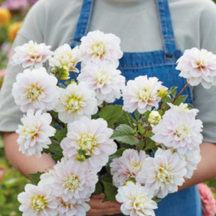 Small Decorative Cayen Imported tuber