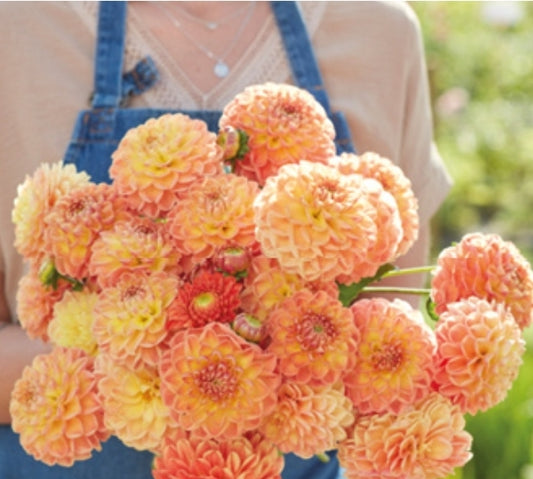 Small Decorative Orange Cassini Imported tuber