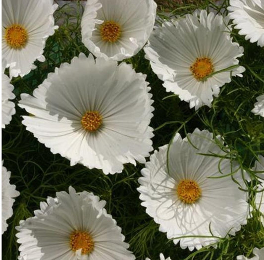 Cupcakes White Cosmos Seeds