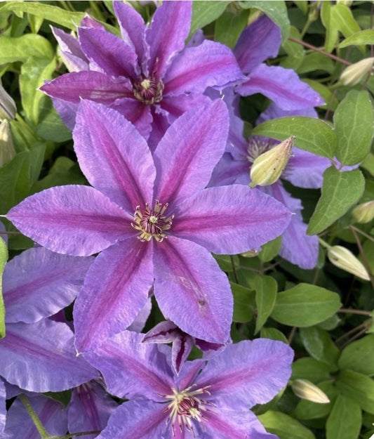 Canada Only Tumaini Clematis