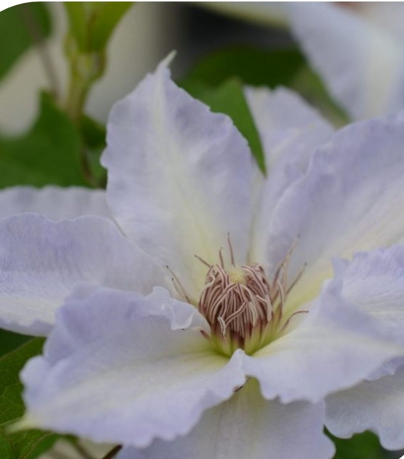 Canada Only Tranquilite Clematis