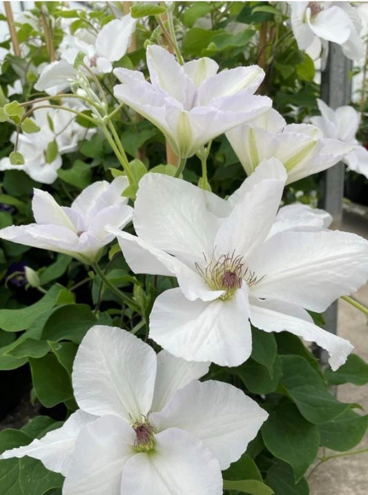 Canada Only Guernsey Flute Clematis