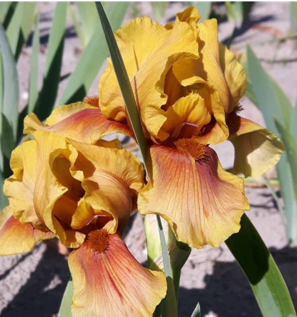 Canada Only Apache Warrior Tall Bearded Iris