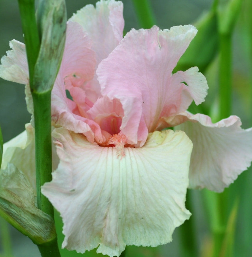 Canada Only Beverly Sills Tall Bearded Iris