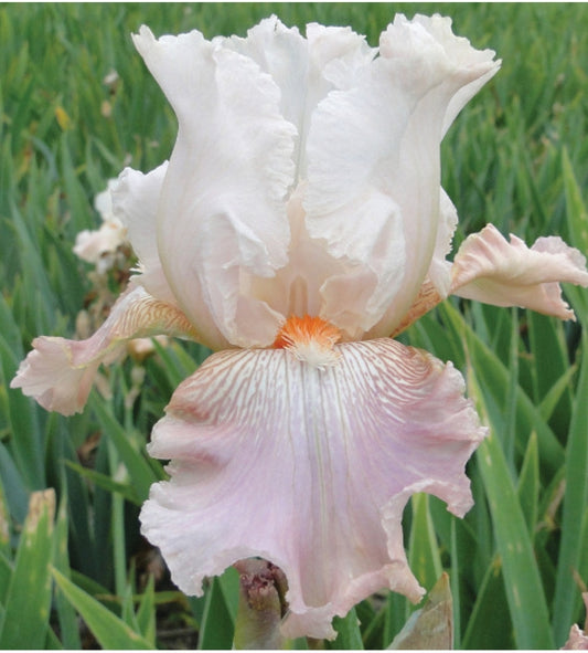 Canada Only Frappe Tall Bearded Iris