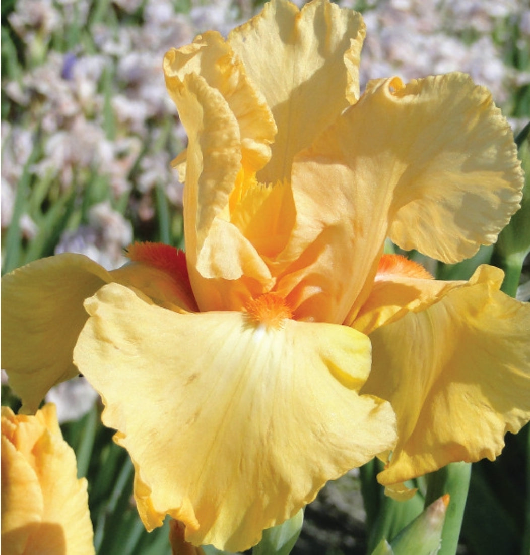 Canada Only Orange Chariot Tall Bearded Iris