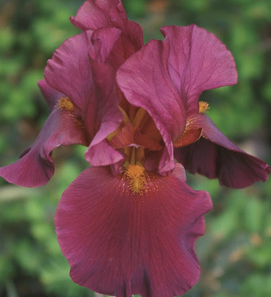 Canada Only War Chief Tall Bearded Iris