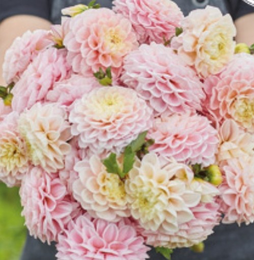 Opal (1 Imported Tuber)