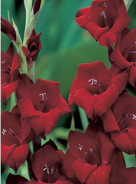 Canada Only Espresso Gladiolus