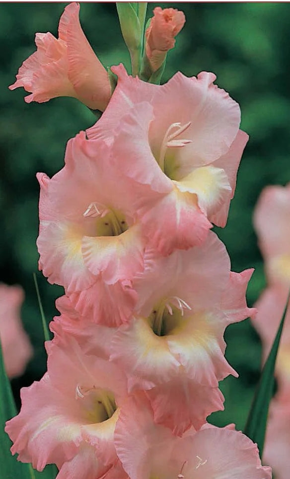 Canada Only Friendship Gladiolus