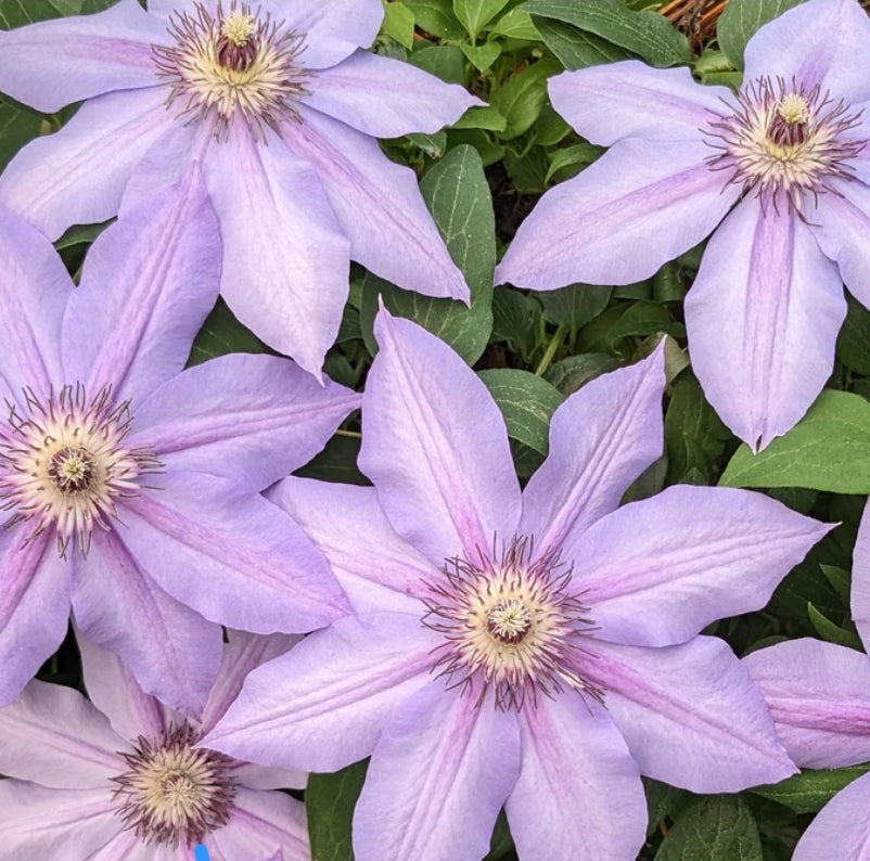 Candy Only Candy Stripe Clematis