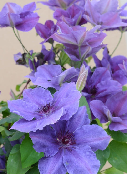 Canada Only Boulevard Ravel Clematis